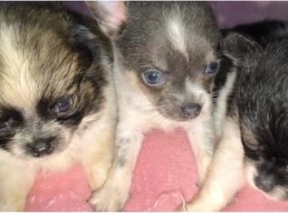 Filhotes de Chihuahua em Nova Iguaçu