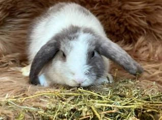 Filhotes de Mini Lop - Coelhos em Canoas, RS