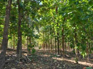 Floresta de Teca em Campo Grande, MS - 723m³ à venda