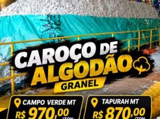 Caroço de Algodão - MT