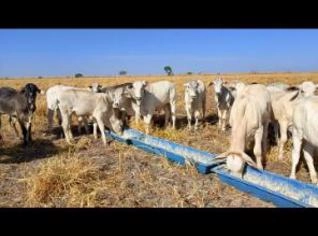 80 Bezerros Nelore e Curraleiro à Venda
