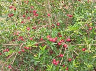 Acerola Rubi Fresca - Entrega em Caratinga, MG