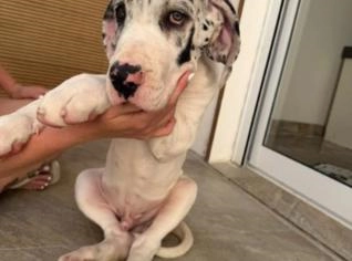 Filhotes Dogue Alemão à Venda