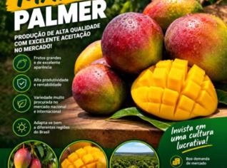 Manga Palmer Fresca - Sabor e Qualidade em Sobradinho-BA