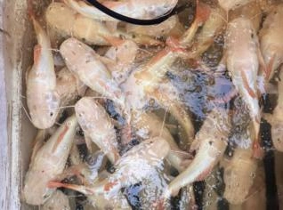 PIRARARA LEUCÍSTICA 700-800g