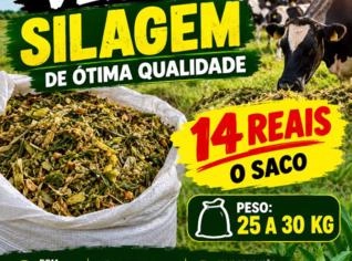 Silagem de milho de alta qualidade