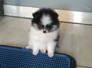 Fêmeas de Lulu da Pomerânia à venda