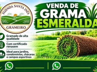 Grama Esmeralda - Jaguariúna, SP