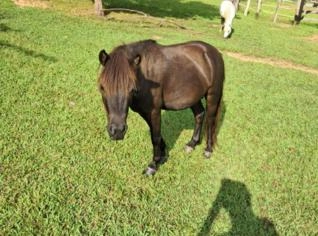 Cavalo Branco e Marron - Pôneis em Vera Cruz, SP