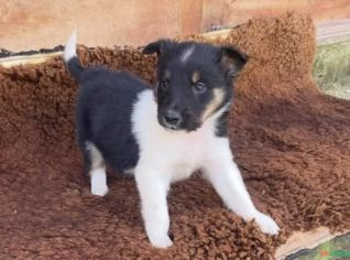 Lindos Filhotes de Border Collie em Barra do Ribeiro