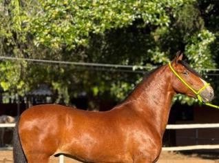 Cavalo Castrado - Mangalarga Marchador