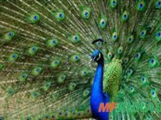 Filhote de Pavão Azul - R$ 400,00