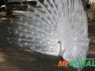 Filhote de Pavão Branco à Venda