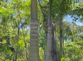 Palmeira Imperial - Mudas em Itu, SP