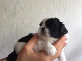 Filhotes Shih Tzu à venda