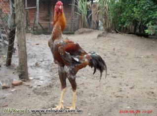 Ovos e Pintinhos de Índio Gigante - Campinas SP