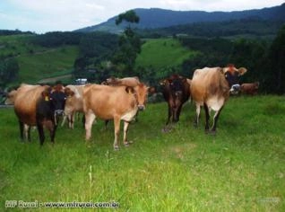 Gado Jersey e Jersolando - Santa Catarina