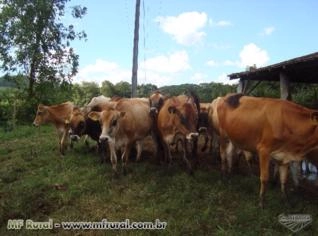 Gado Jersey PO e PC - Animais Selecionados