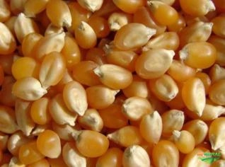 Milho de Pipoca Premium com Expansão 42%
