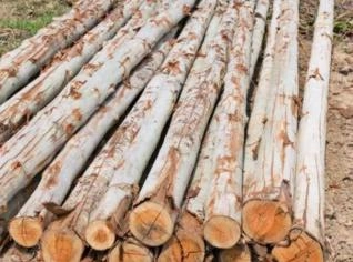 Madeira Serrada de Eucalipto para Pallets e Embalagens