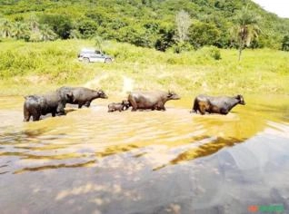 Lote 9 Búfalos para Reprodução em Rifaina SP