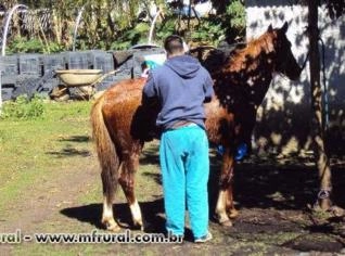 Potro Quarto de Milha Domado e Manso para Montaria e Serviço