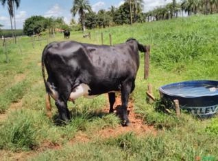 Vacas Paridas e Amamentando - Produção 20-35L
