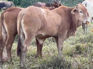 Garrotes SENEPOL/NELORE em Cipotânea - MG