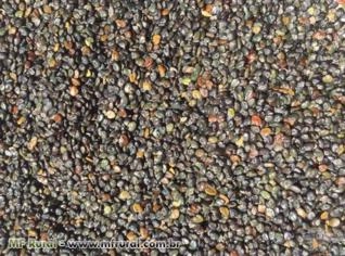 Crotalária Spectabilis - Sementes Premium de Alta Performance