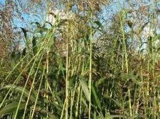 Capim Sudão a R$ 1,50/kg em Rondonópolis, MT