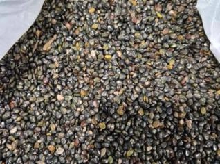 Sementes de Capim Sudão Stribo - Safra 2025