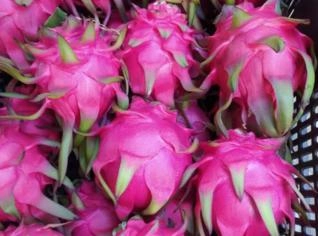Mudas de Pitaya Vermelha