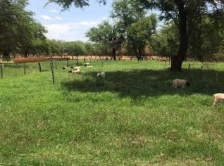 Fazenda plana à beira do São Francisco em Xique-Xique