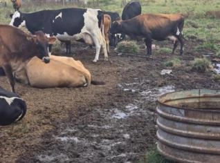 Vacas Jersey de Alta Qualidade