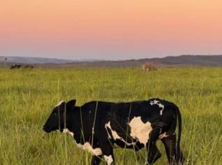 Vacas Holandesas de Alta Produção