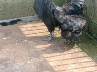 Ayam Cemani - Galo Exótico de Plumagem Negra