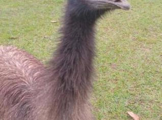 Emu Australiano Jovens - Aves Doces