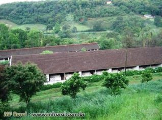 Granja de Suínos em Paraí RS - Oportunidade Única