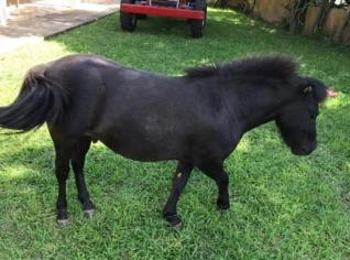 Cavalinho manso de 3 anos à venda