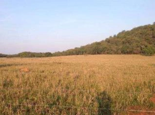Fazenda Formada 435 Ha Próxima a Barra do Garças MT