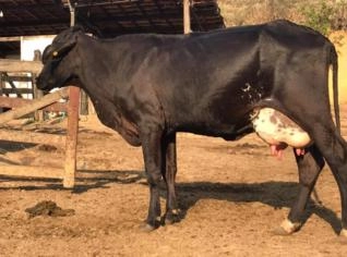 Novilhas e Vacas Girolandas de Alta Produção com Registro e Pedigree