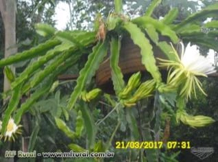 Mudas enraizadas de pitaya vermelha e branca