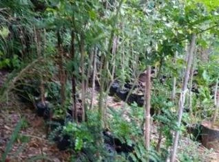 Lote de Mudas Adultas Prontas para Plantio