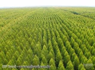 Plantio de Eucalipto e Florestas em Goiás - Serviço