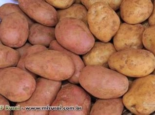 Batata nova direto do produtor - Contenda/PR