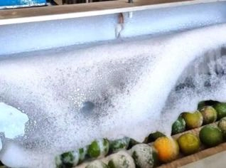 Elevador de Citrus - Máxima Qualidade