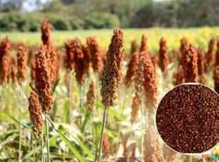 Sorgo Vermelho Dismat - Alta Produtividade