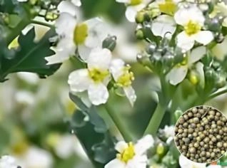 Semente de Crambe para Cultivo Sustentável
