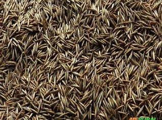 Aveia Preta para Plantio e Consumo Animal