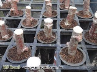 Mudas de Mandioca Clonada - Alta Produtividade